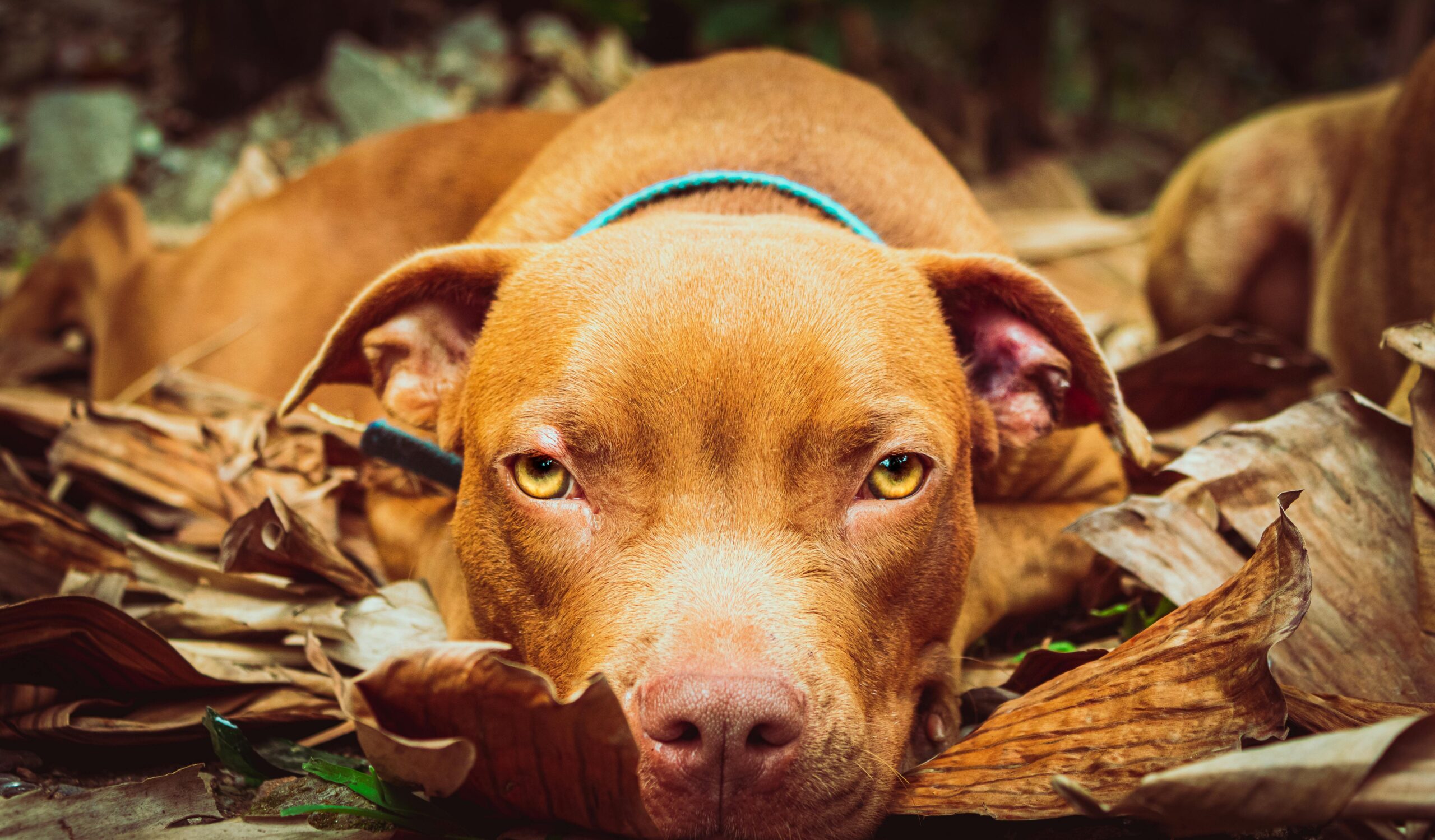 The Ultimate Guide to the 5 Different Pitbull Breeds