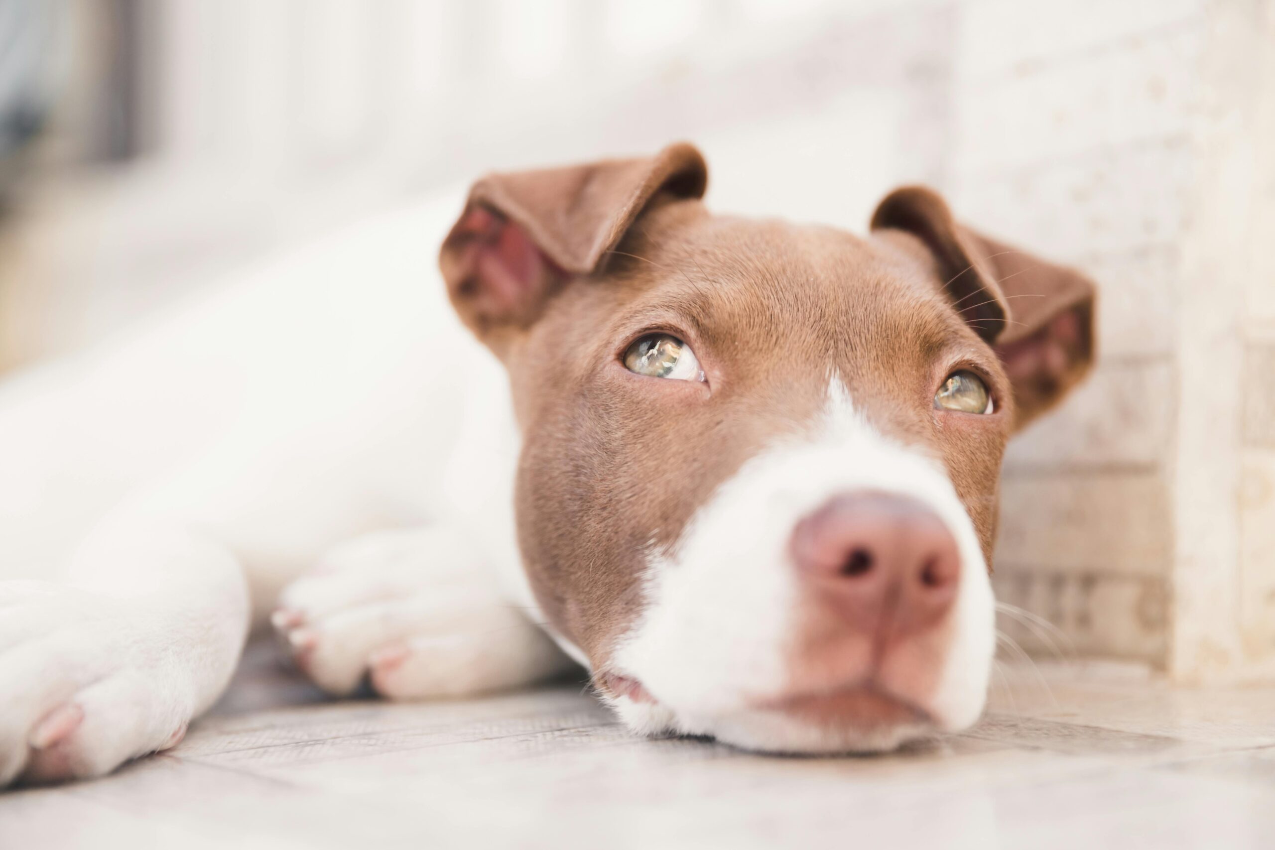 The Ultimate Guide to the 5 Different Pitbull Breeds