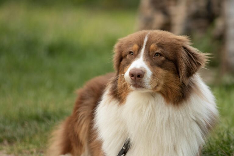 Ultimate Guide to Australian Sheep Dogs