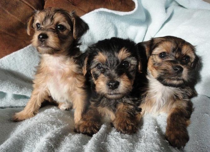 Best Mixed Breeds for Yorkie Lovers