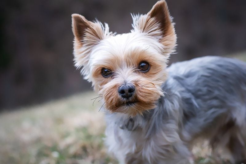 Best Mixed Breeds for Yorkie Lovers