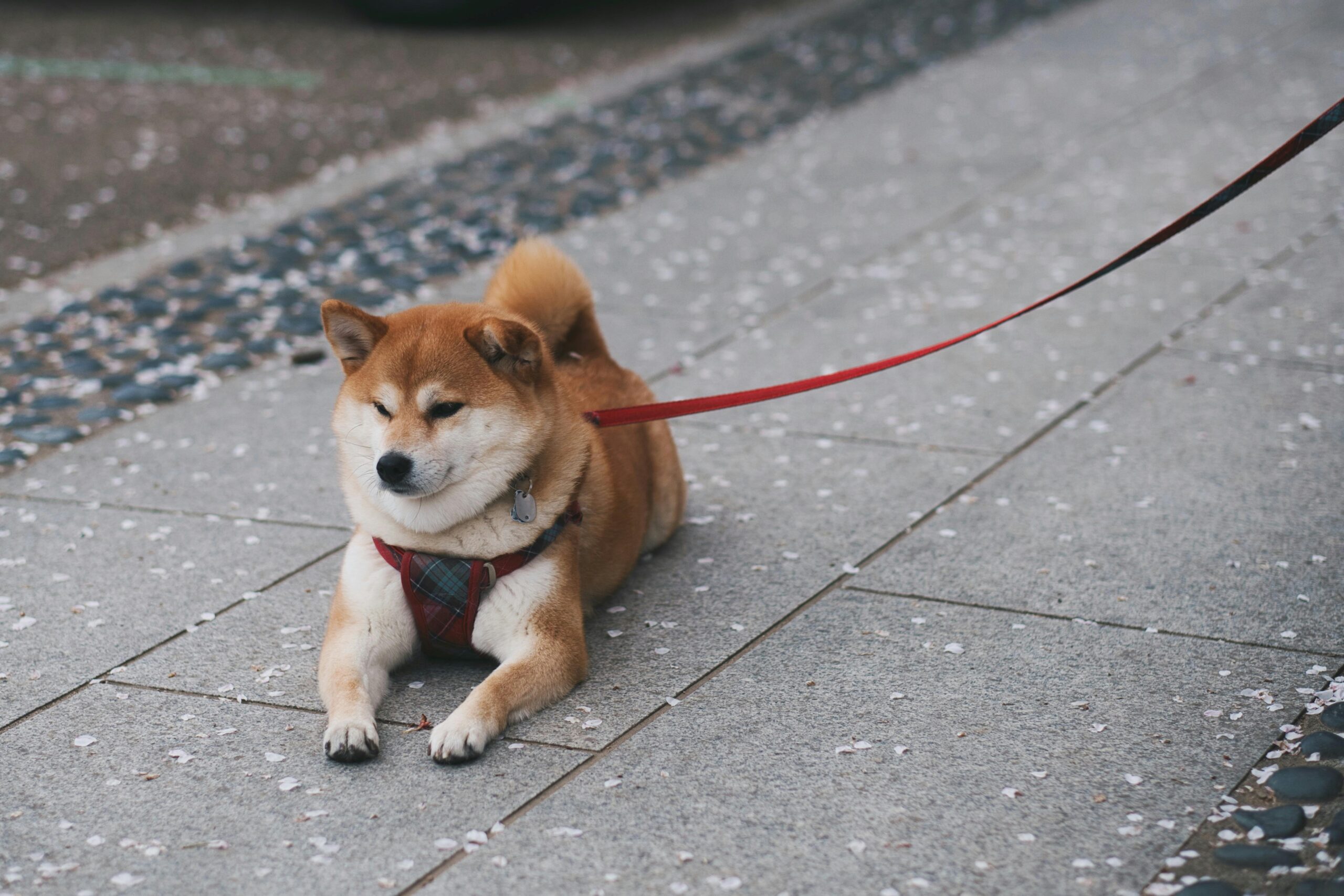 Ultimate Guide to Shiba Inu