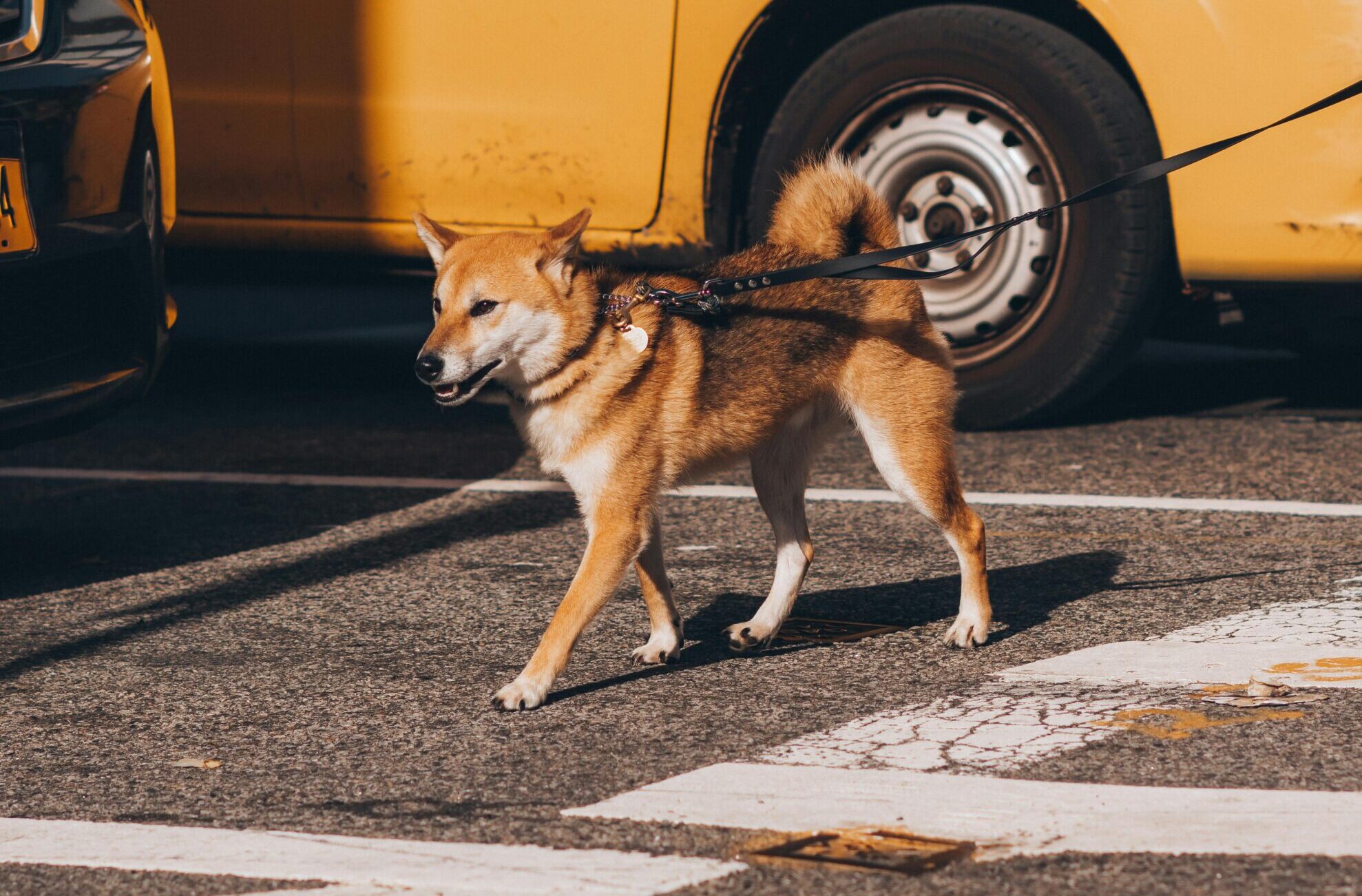 Ultimate Guide to Shiba Inu