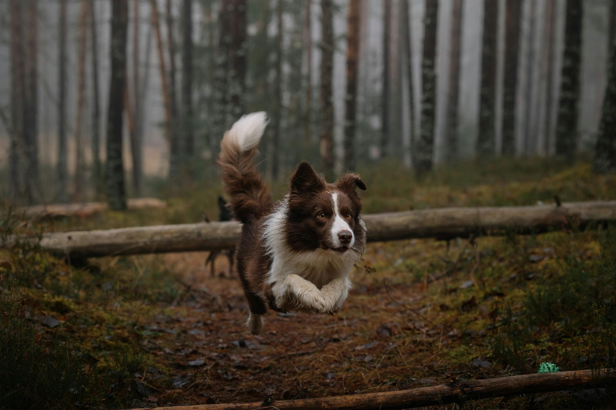 How Much Exercise do Dogs Really Need?