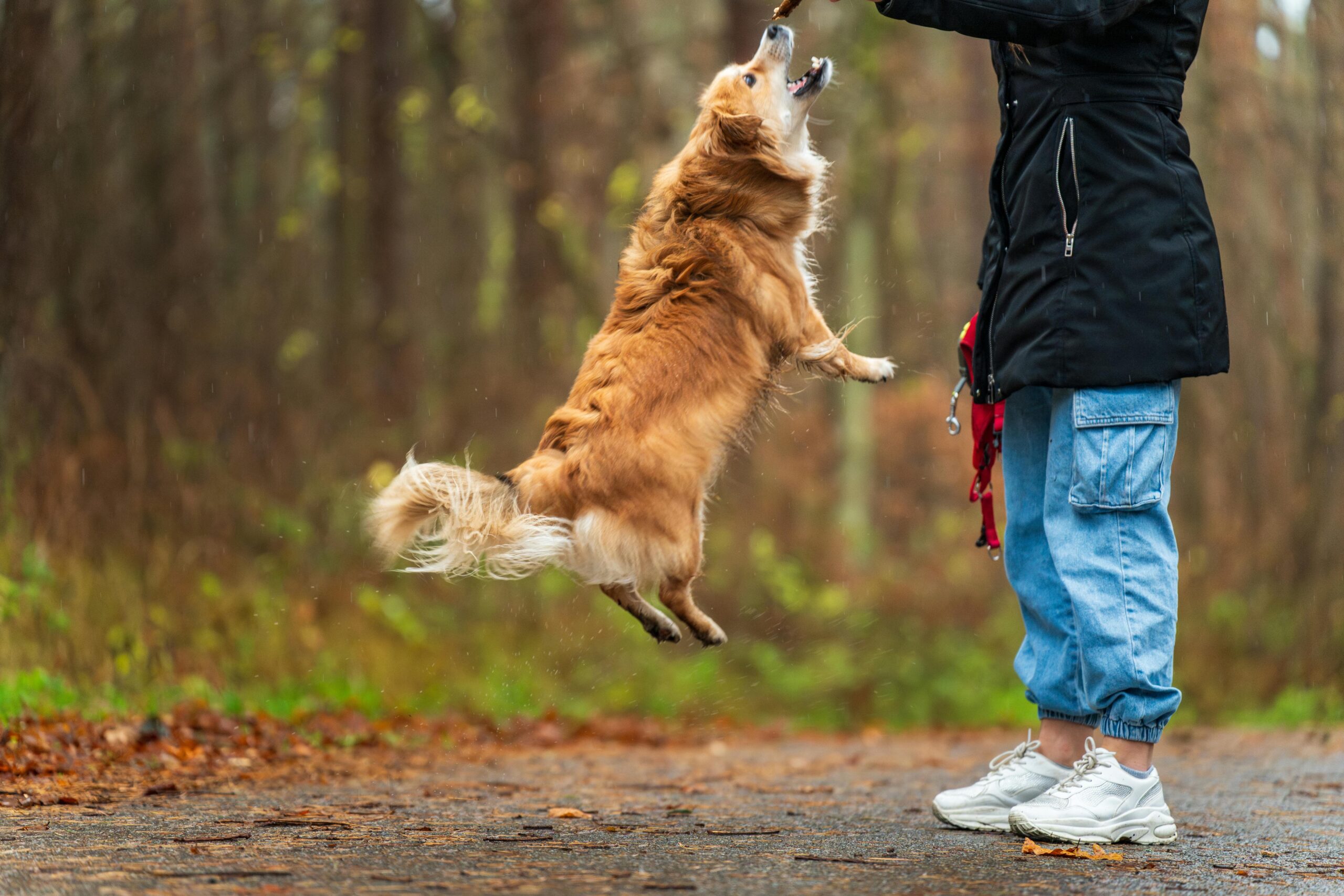 How Much Exercise do Dogs Really Need? 