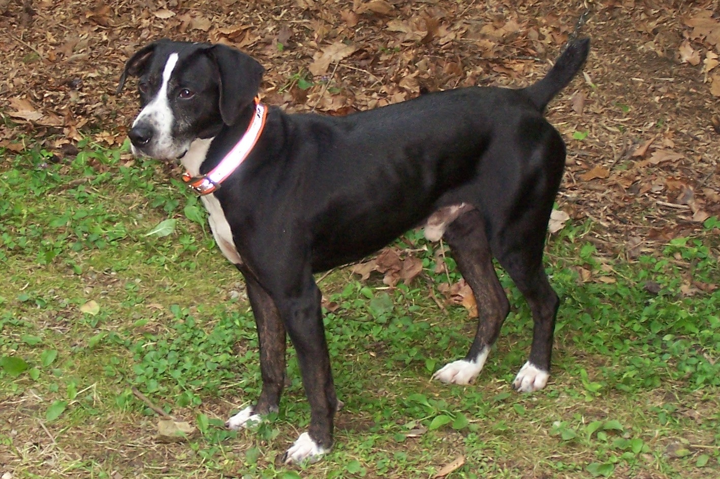 Stephens Cur Dog Breed: Everything You Need to Know