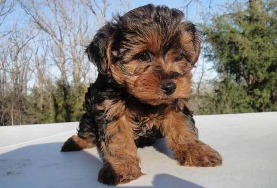 Best Mixed Breeds for Yorkie Lovers