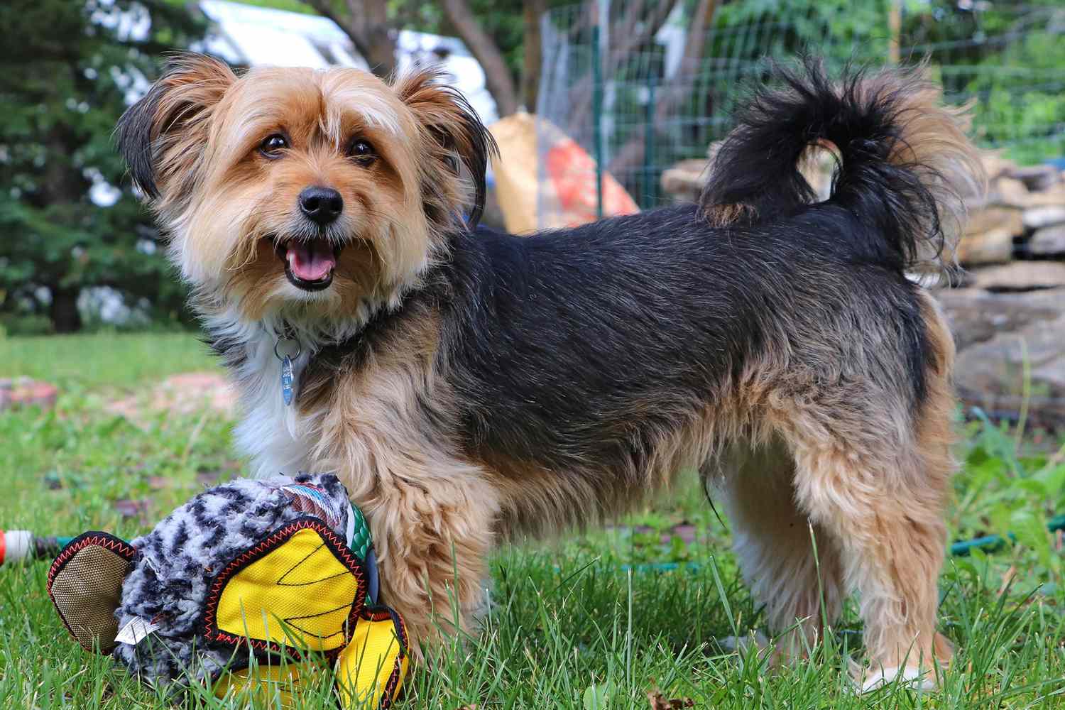 Best Mixed Breeds for Yorkie Lovers